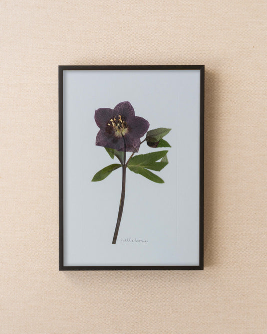 Hellebore