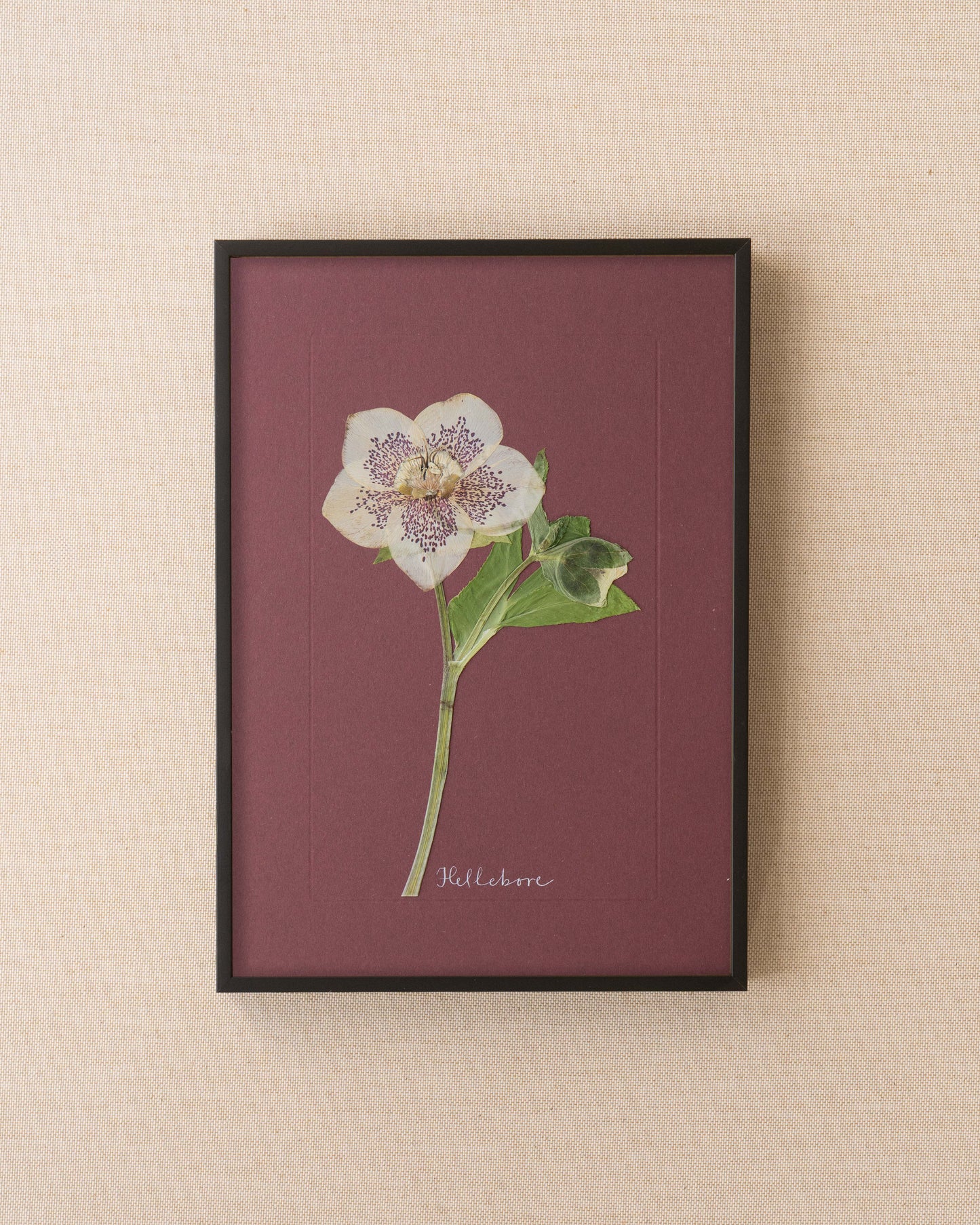 Hellebore