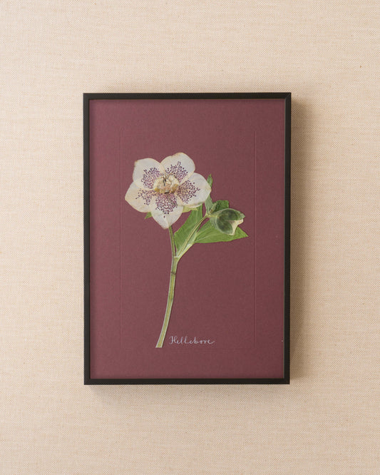 Hellebore