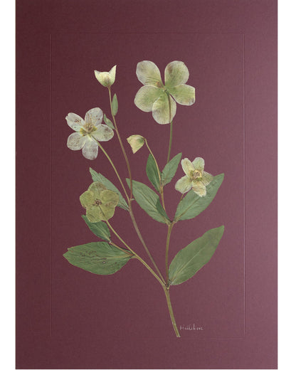 Hellebore