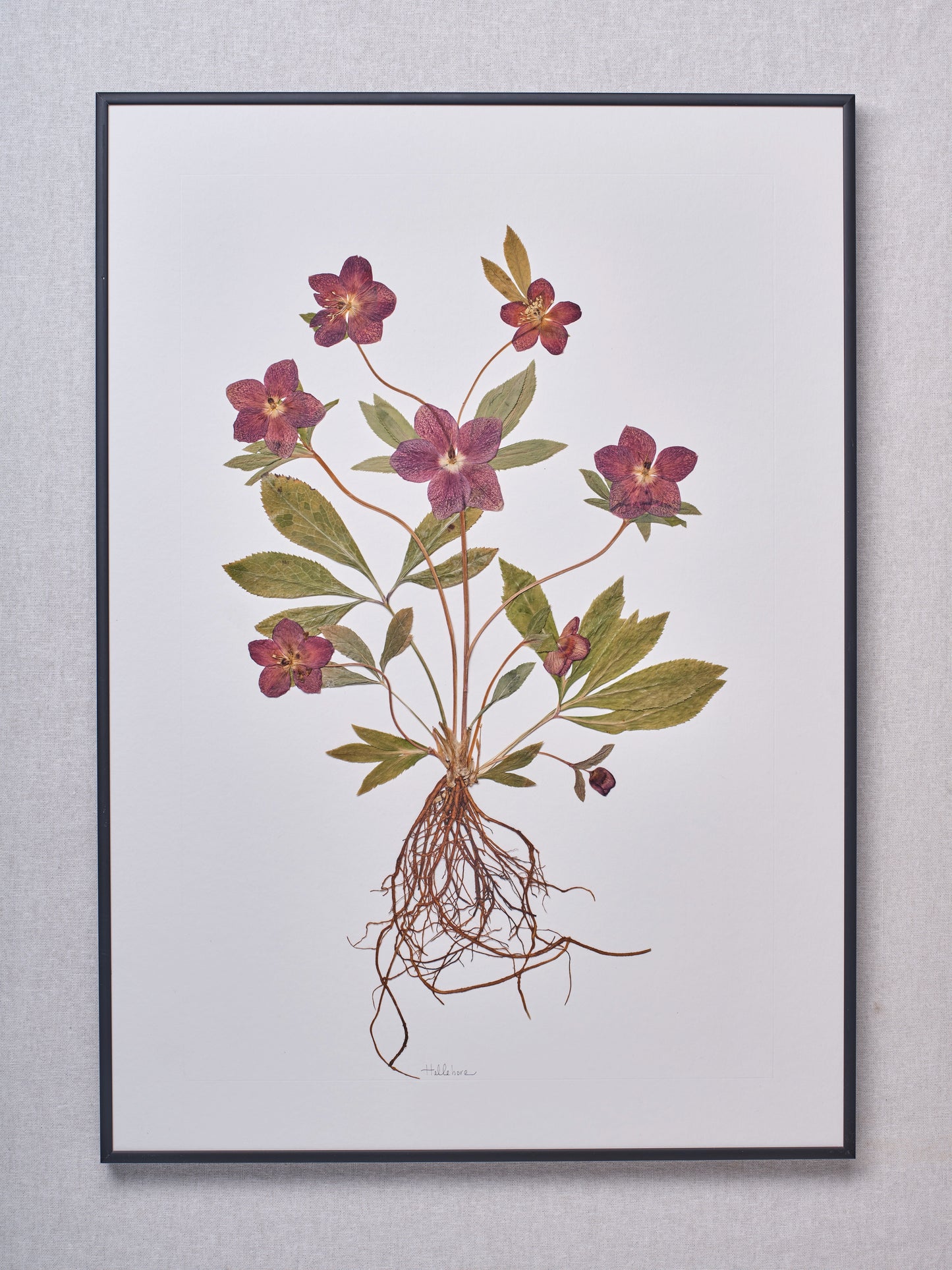 Hellebore with Roots (A2)