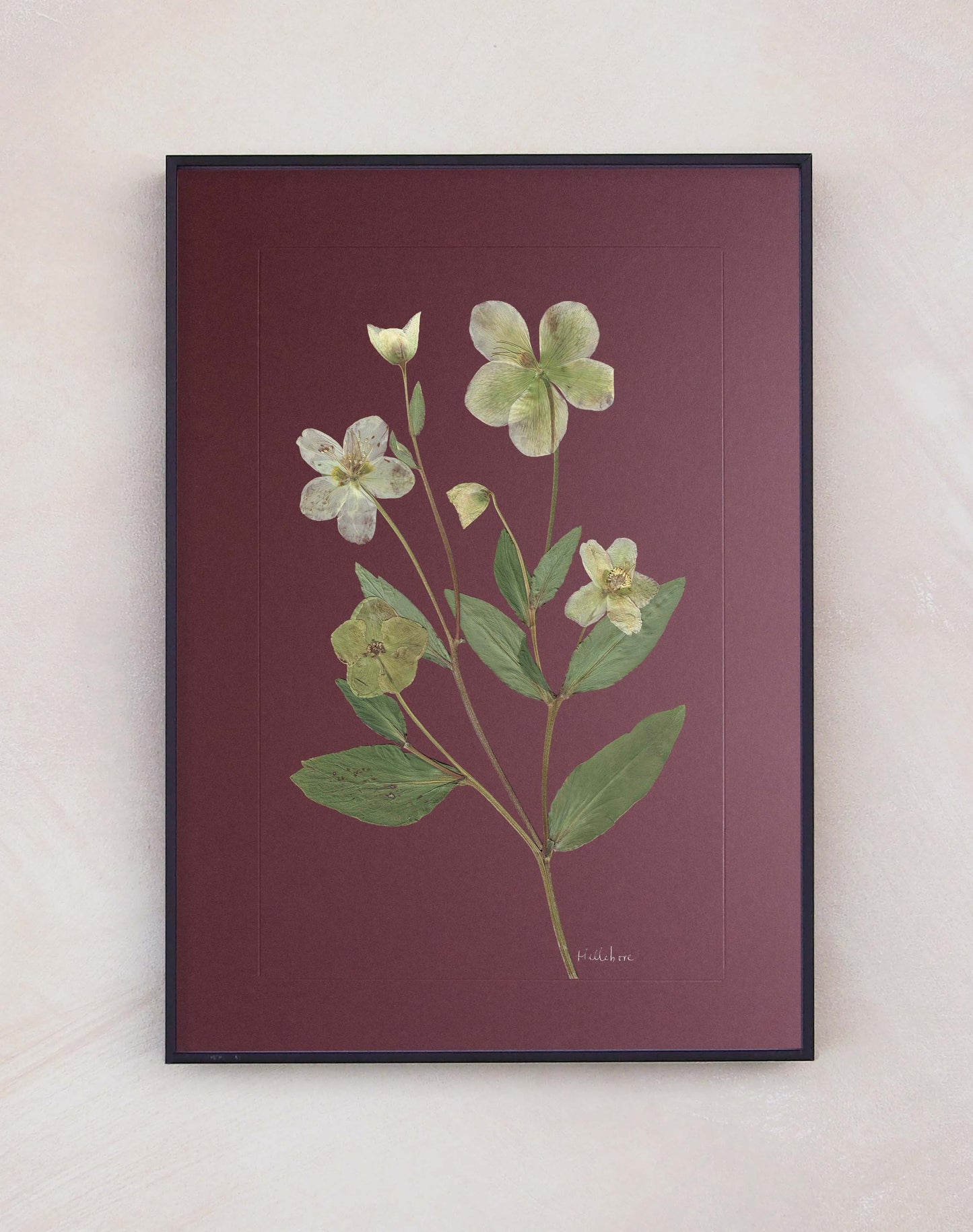 Hellebore