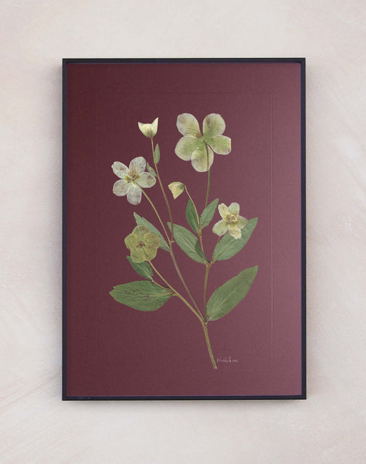 Hellebore