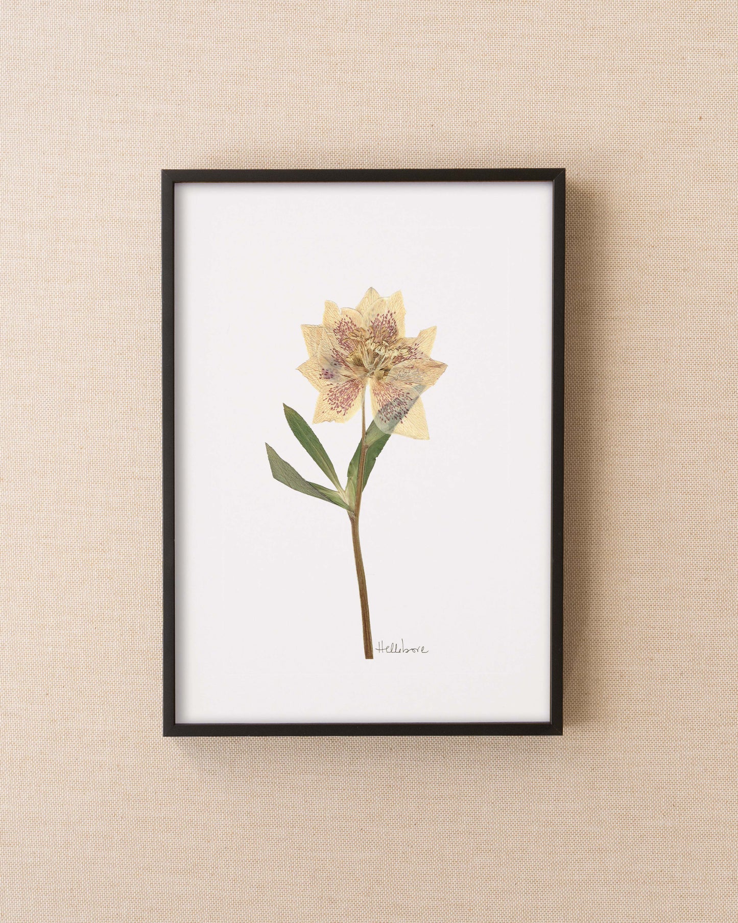 Hellebore