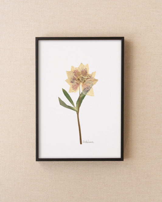 Hellebore