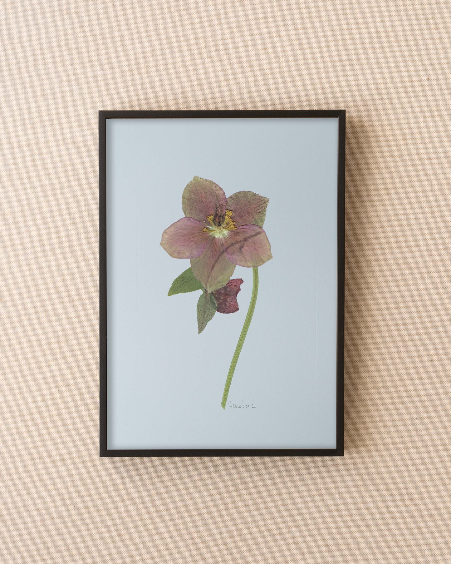 Hellebore