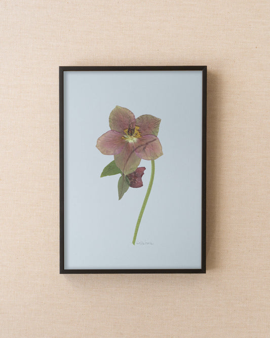 Hellebore