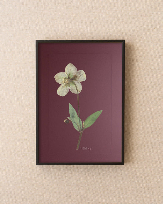 Hellebore