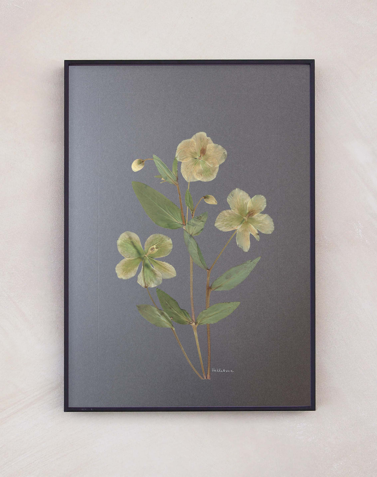 Hellebore