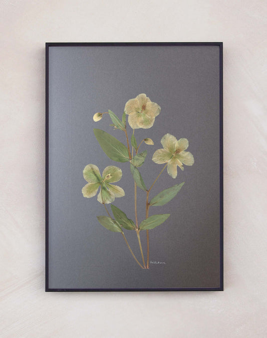 Hellebore