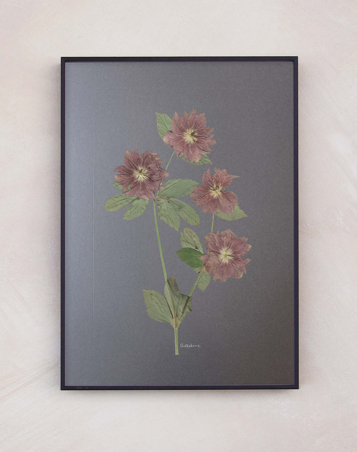 Hellebore