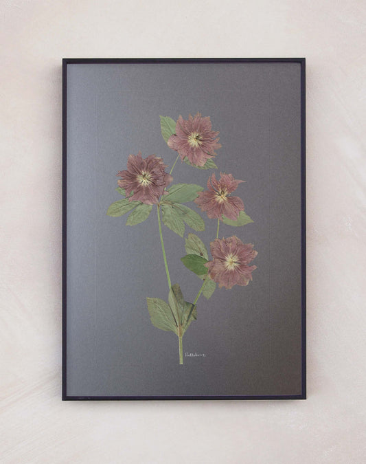 Hellebore