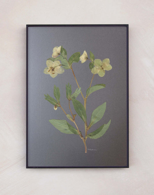 Hellebore