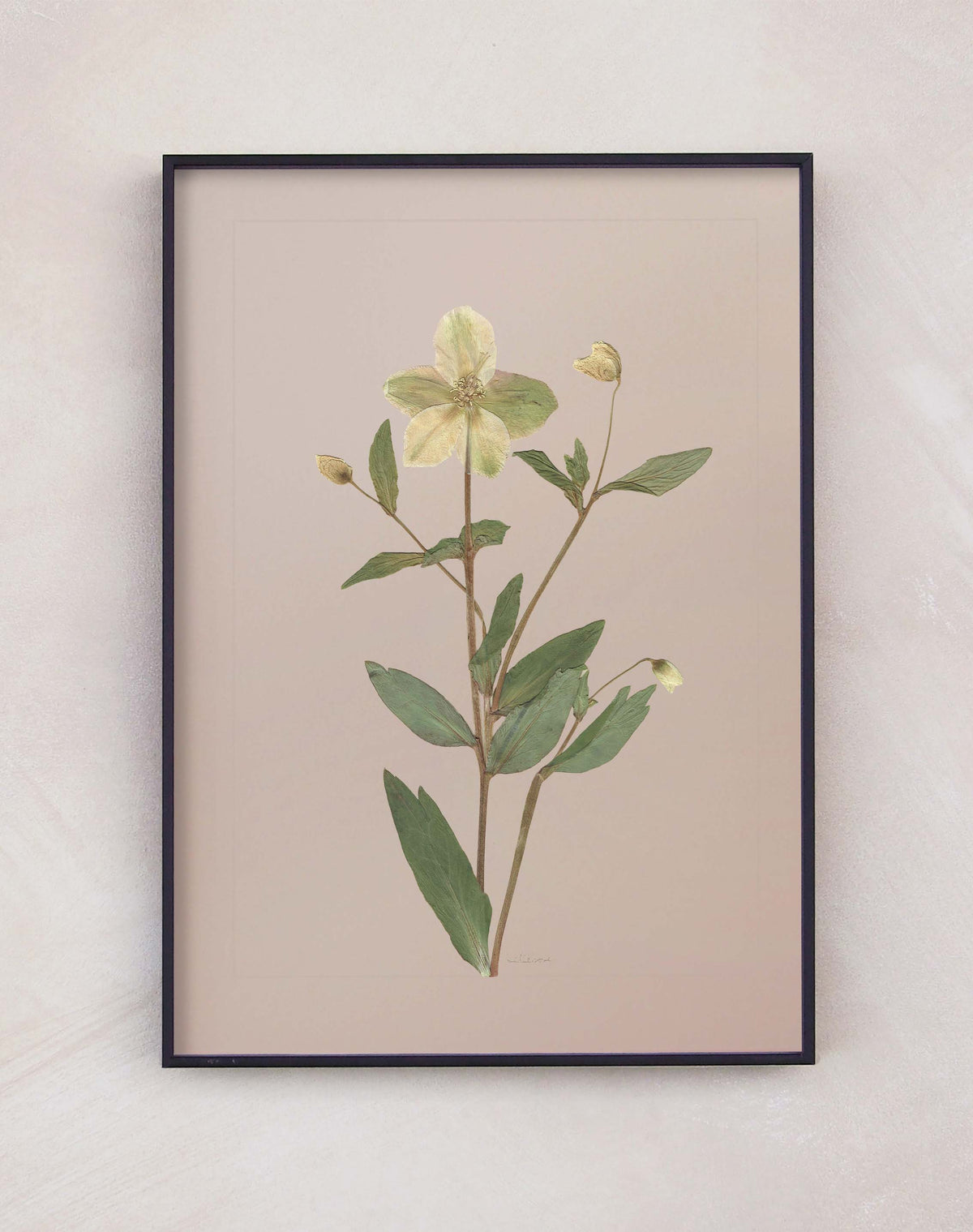 Hellebore