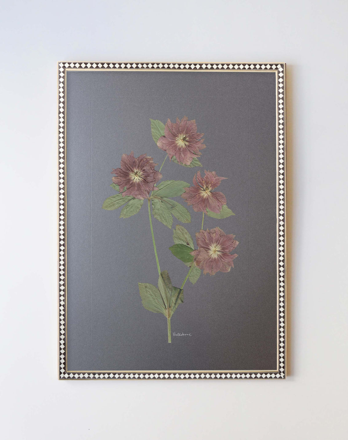 Hellebore