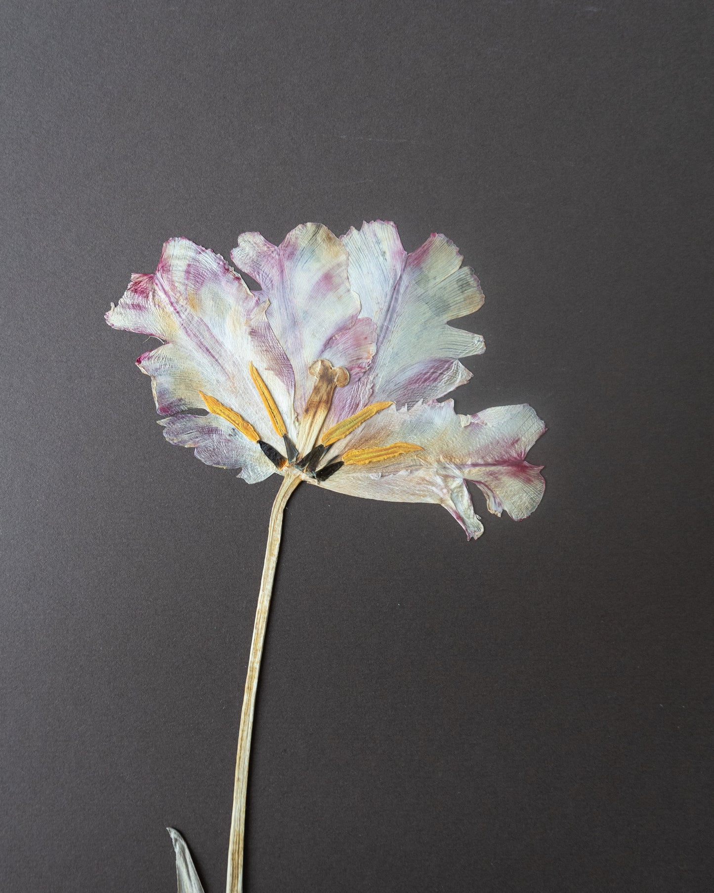 Tulip
