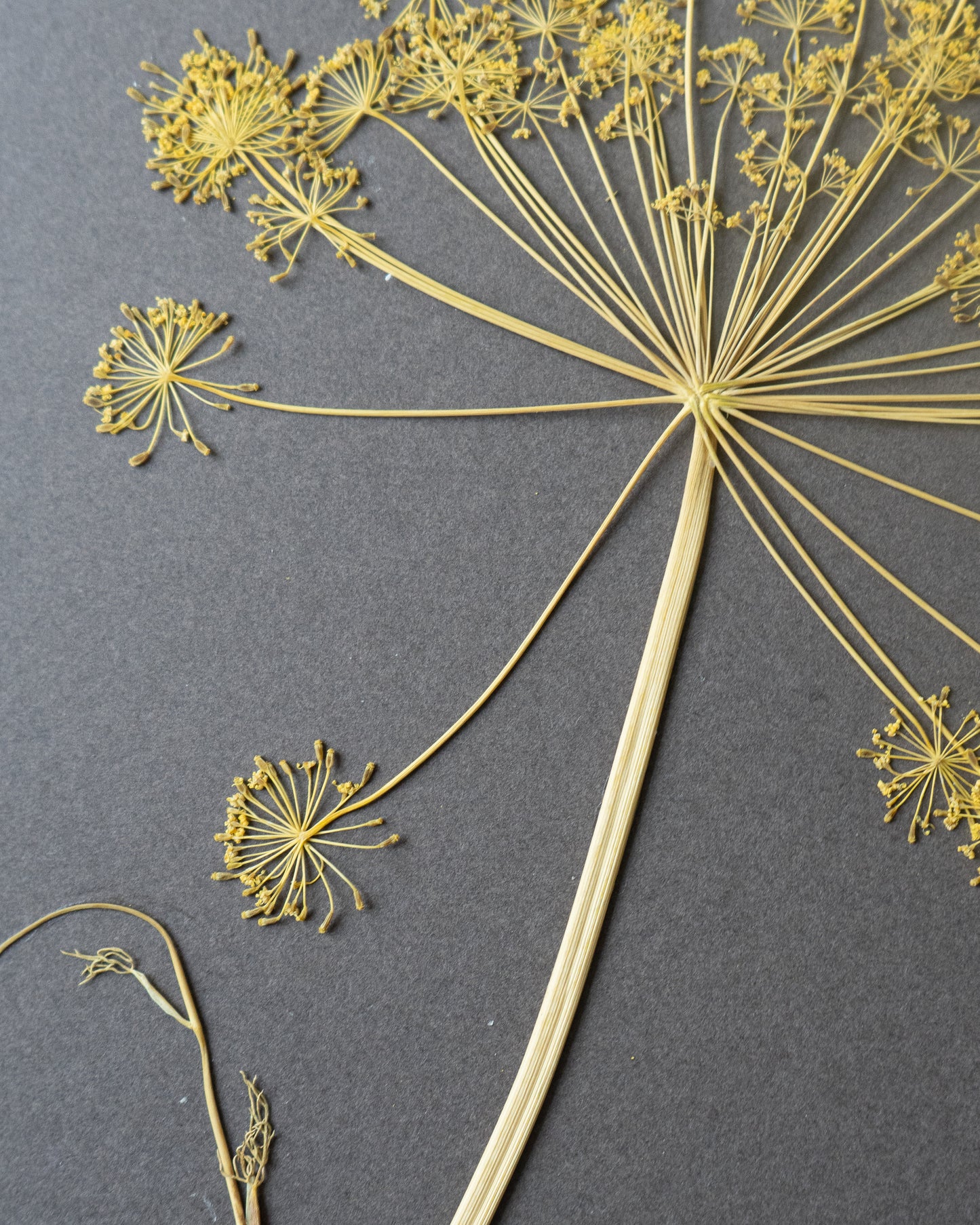 Fennel