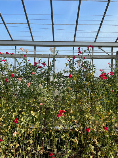 Flower Pressing at Heckfield Farm