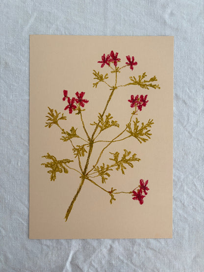 Pastel Pelargonium Red