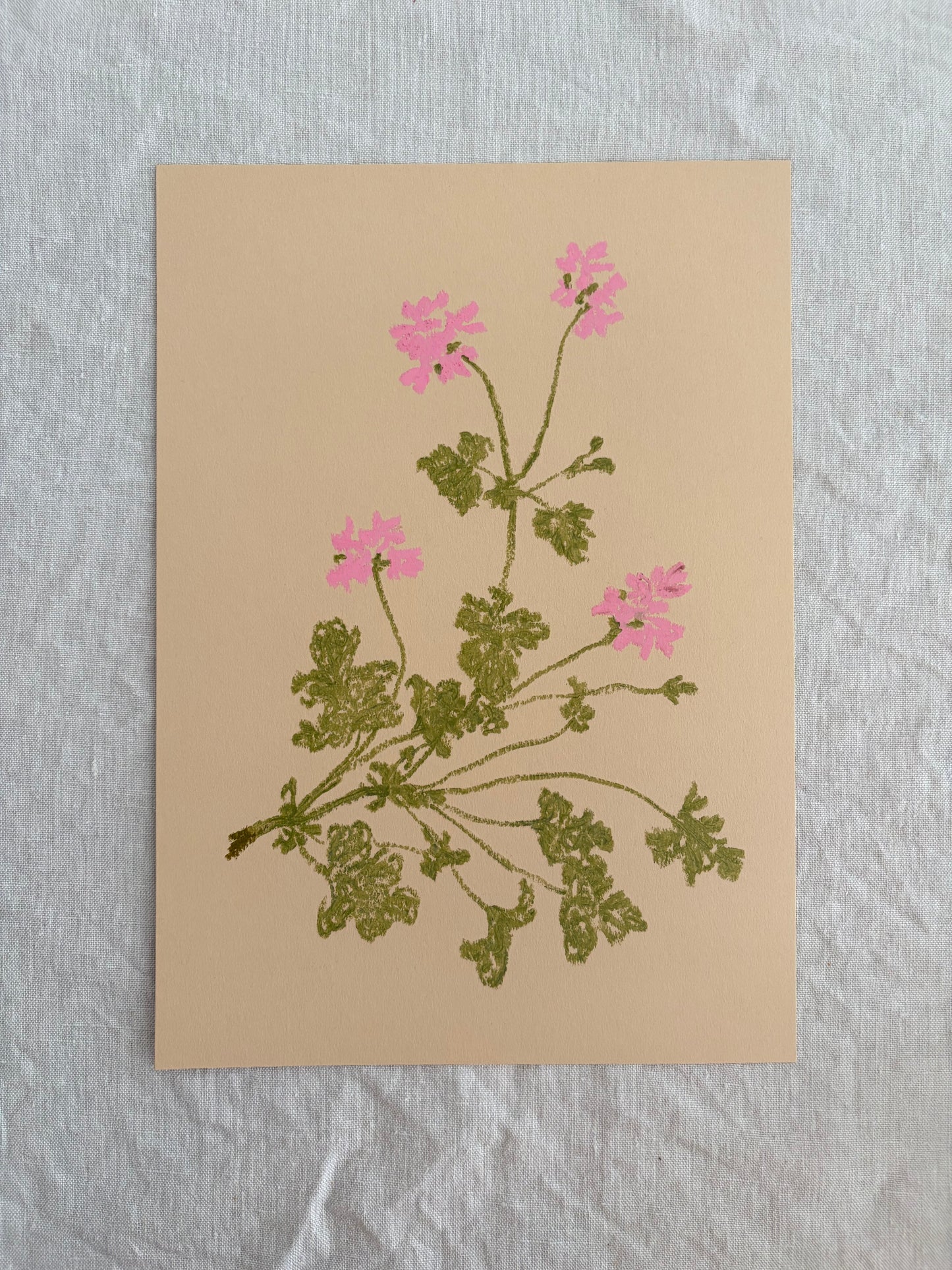 Pastel Pelargonium Pink