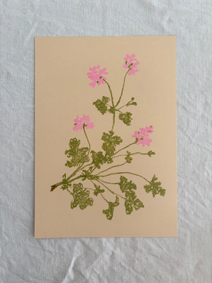 Pastel Pelargonium Pink