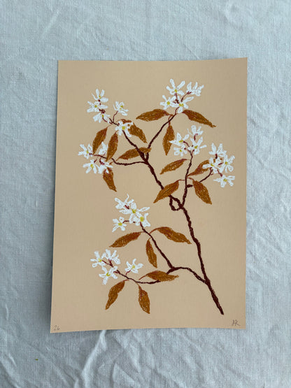Pastel Amelanchier