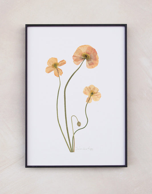 Icelandic Poppy