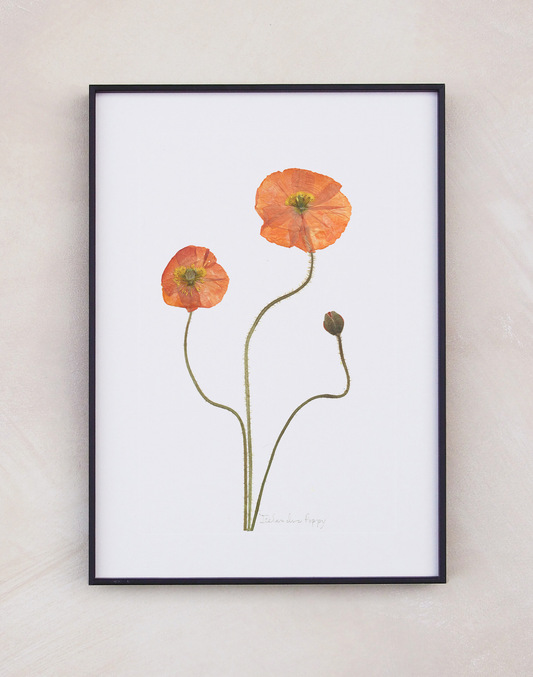 Icelandic Poppy