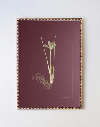 Iris Reticulata