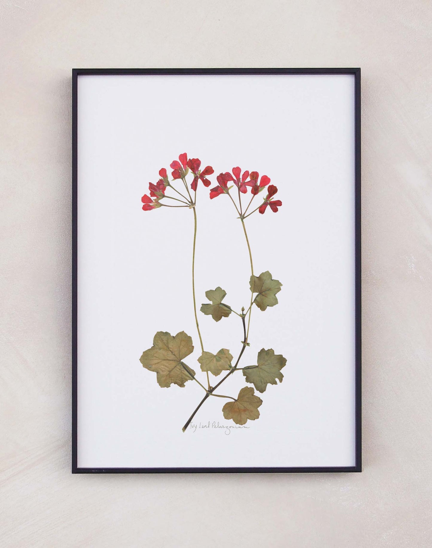 Ivy Leaf Pelargonium