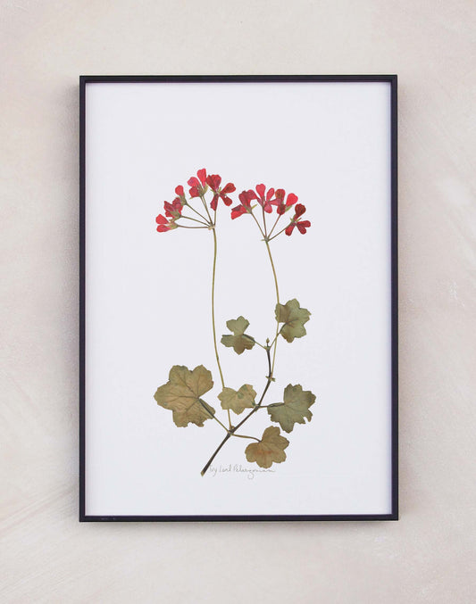 Ivy Leaf Pelargonium