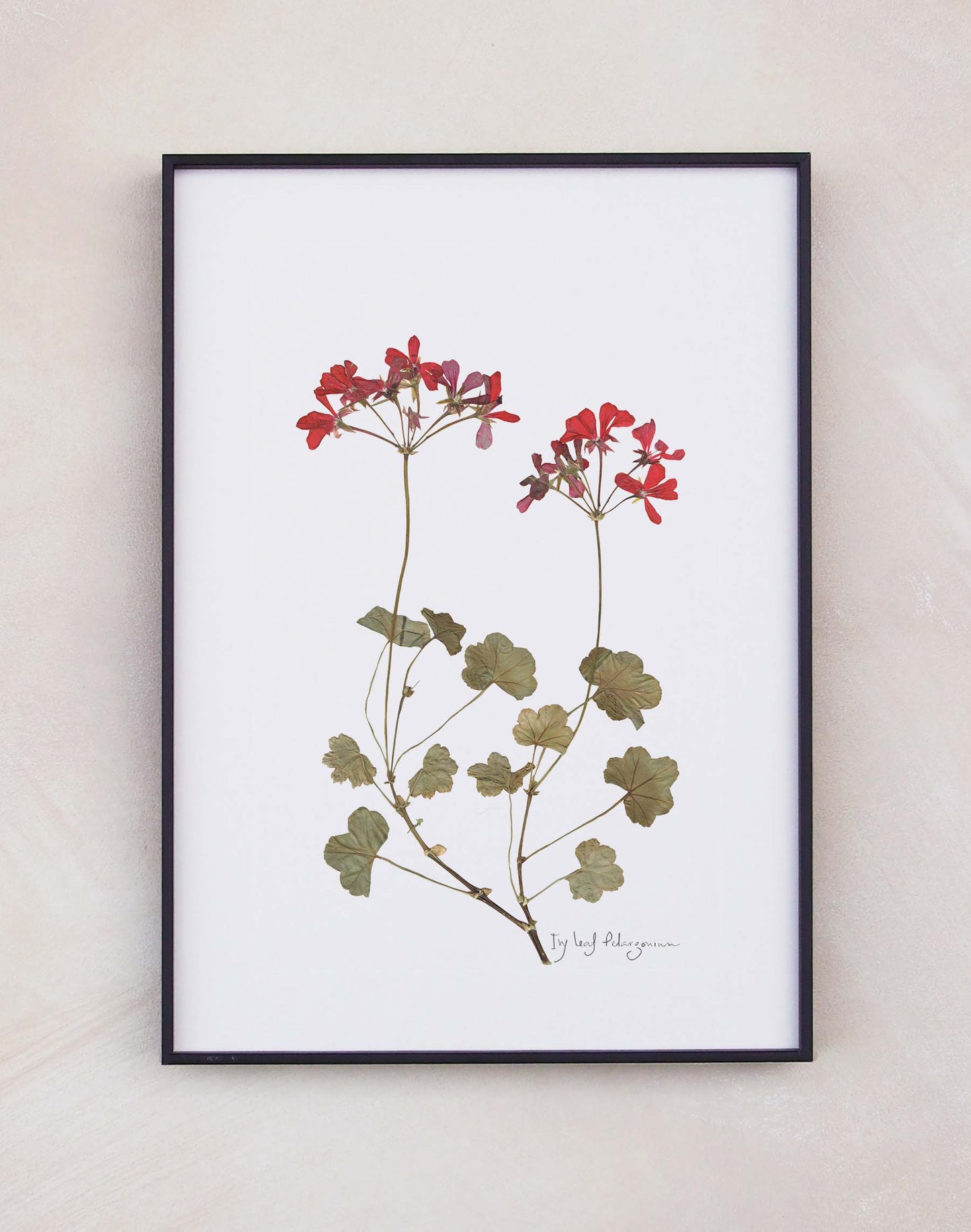 Ivy Leaf Pelargonium