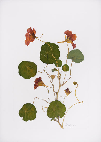 Nasturtium Print