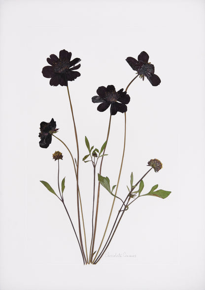 Chocolate Cosmos Print