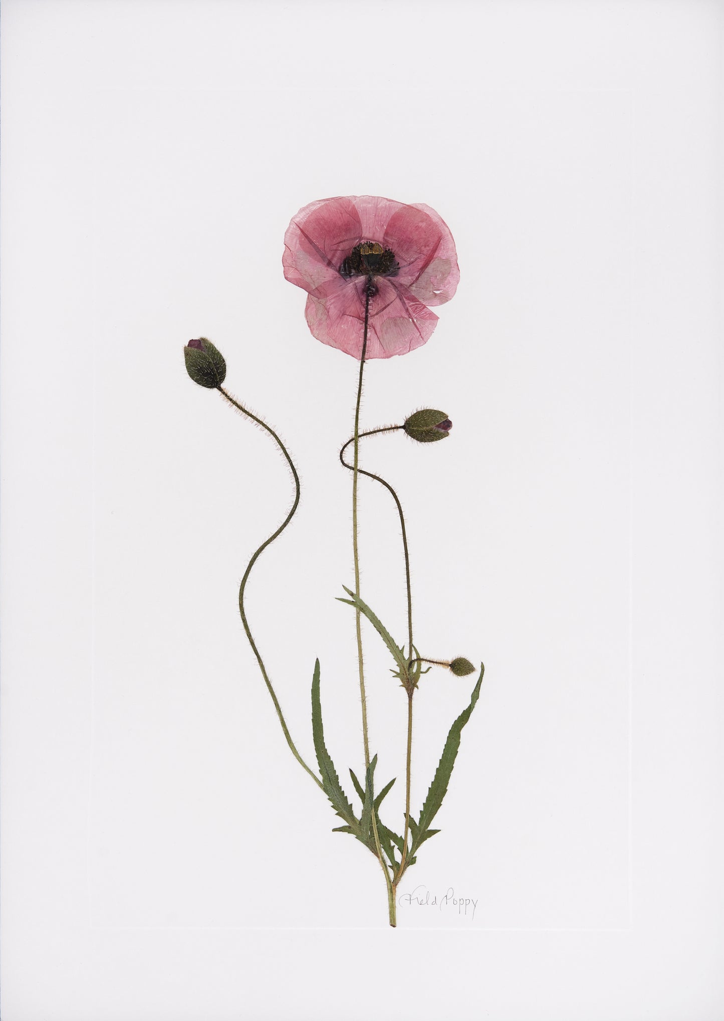 Field Poppy Print