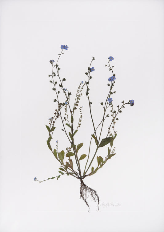 A pressed forget-me-not flower with roots composed in the centre of a white mount with negative space to allow elevate the beauty and delicacy of the specimen