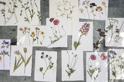 Flower Pressing at Goodnestone Park, 6th May