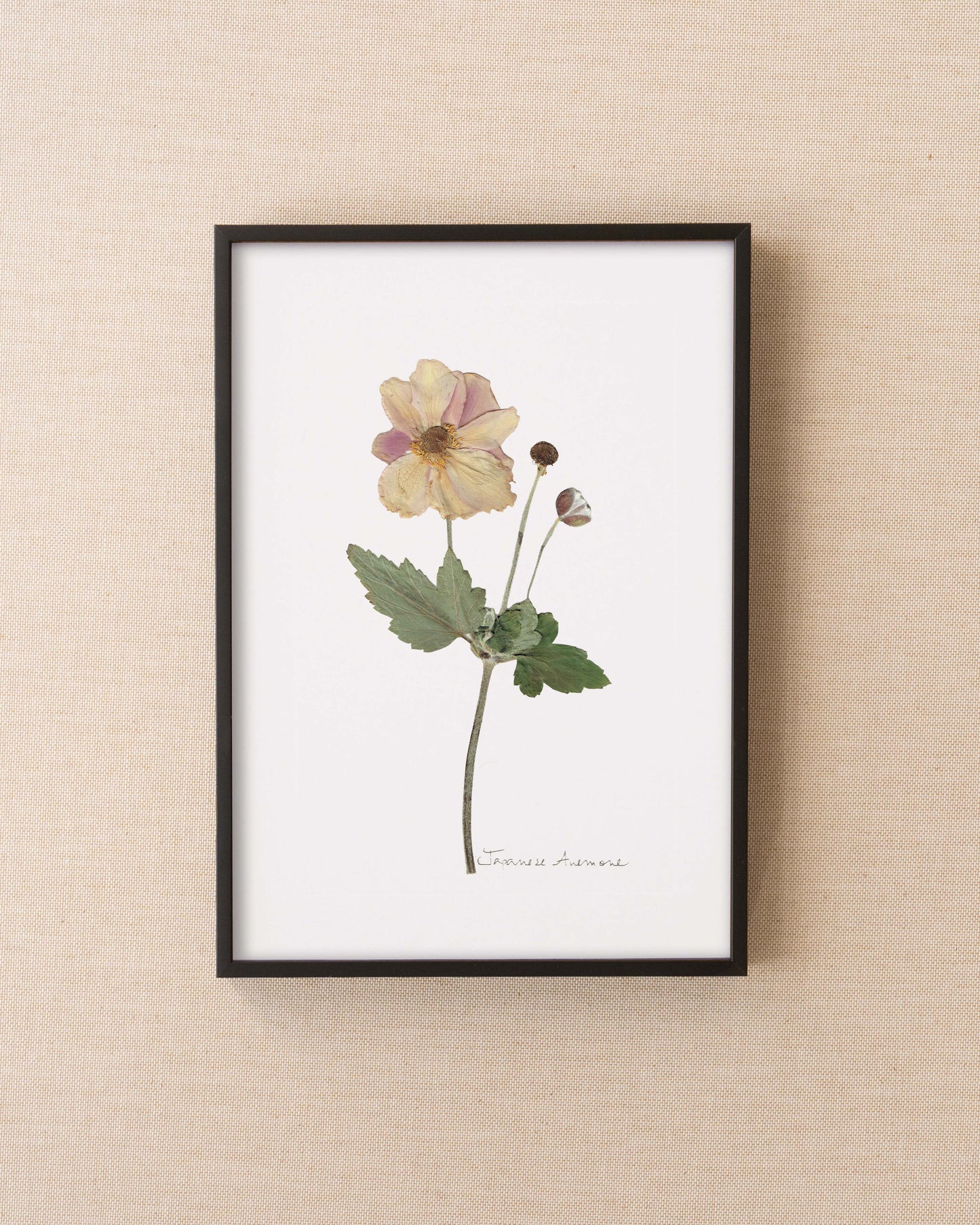 Japanese Anemone