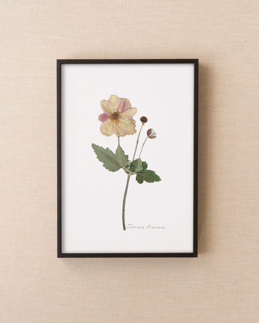 Japanese Anemone