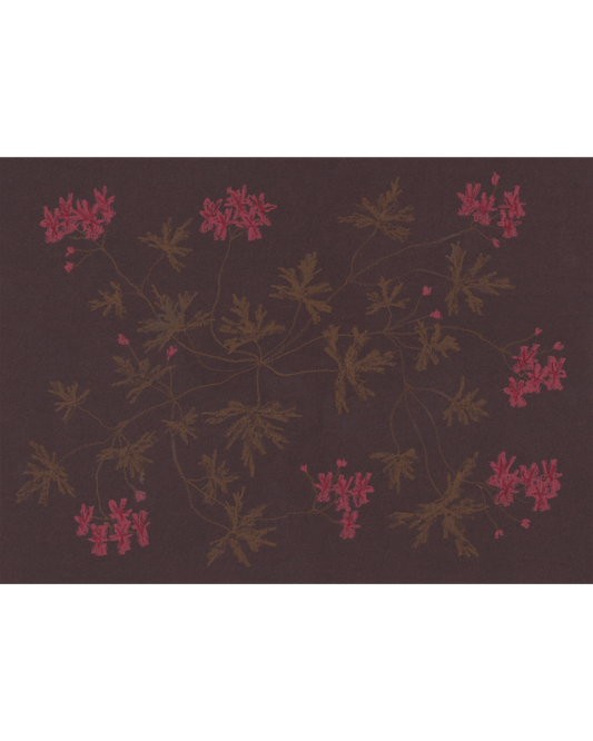 Pastel Pelargonium - Chocolate & Red