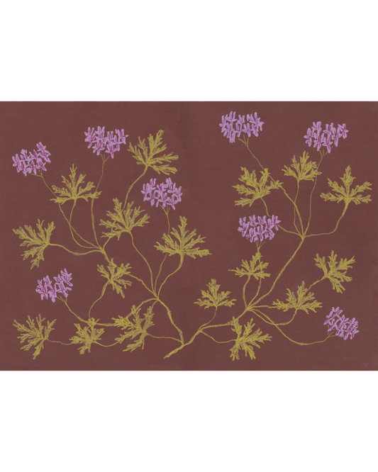 Pastel Pelargonium - Rust & Lilac