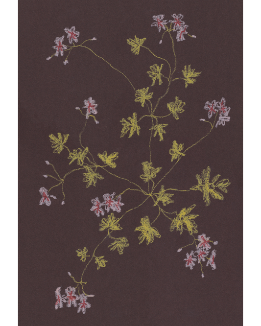 Pastel Pelargonium - Chocolate & Chartreuse