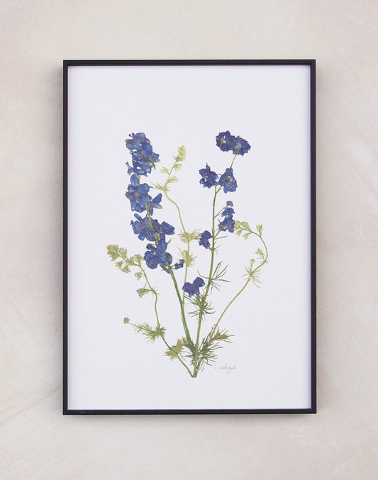 Larkspur