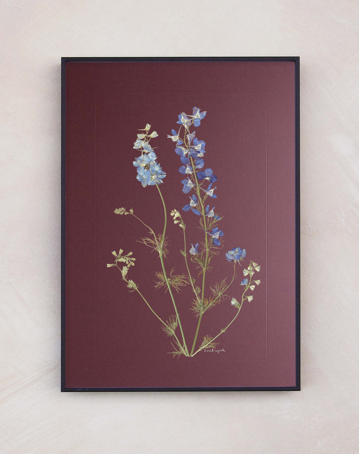 Larkspur