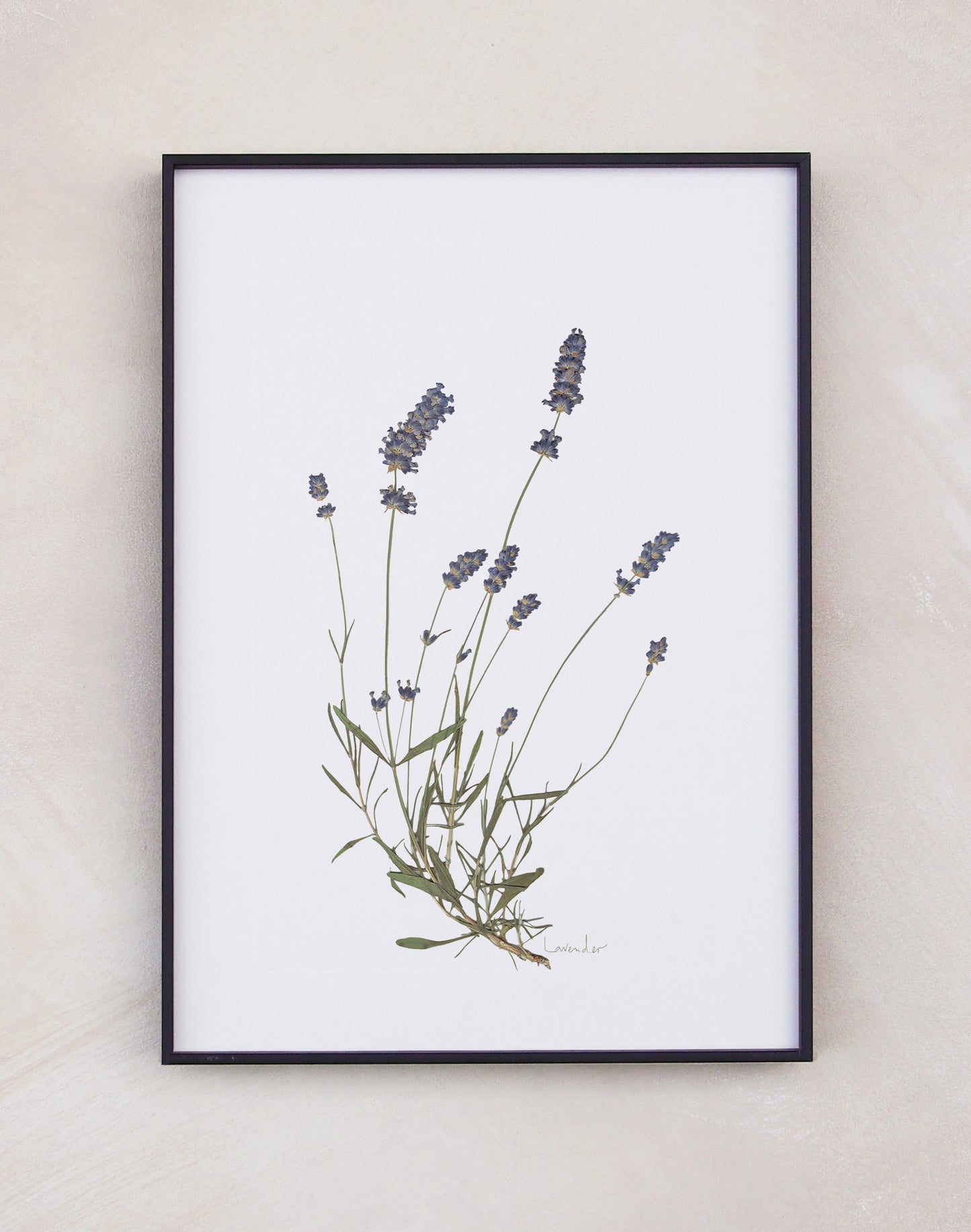 Lavender