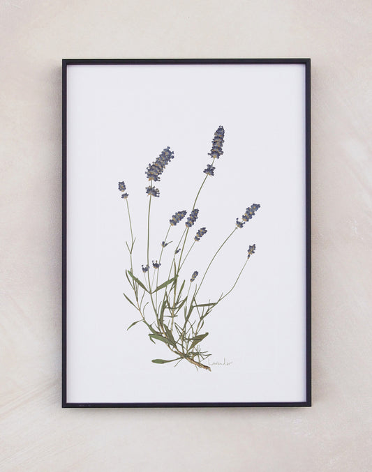 Lavender