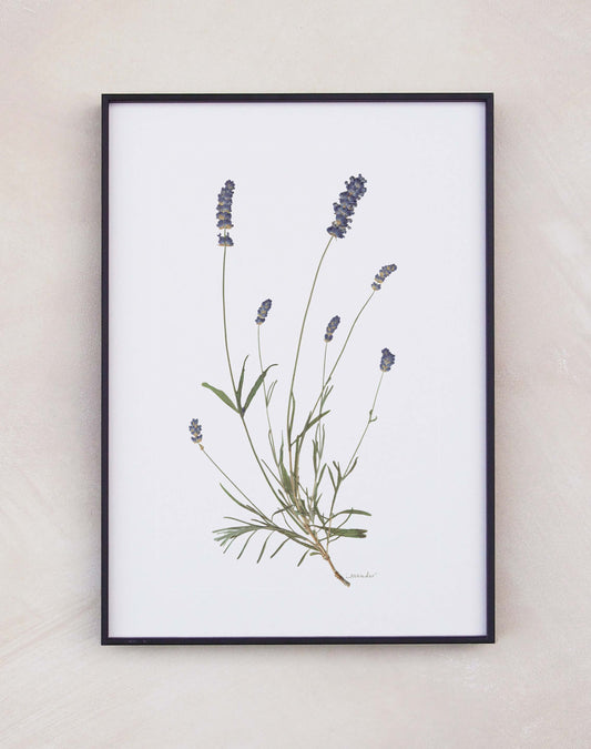 Lavender