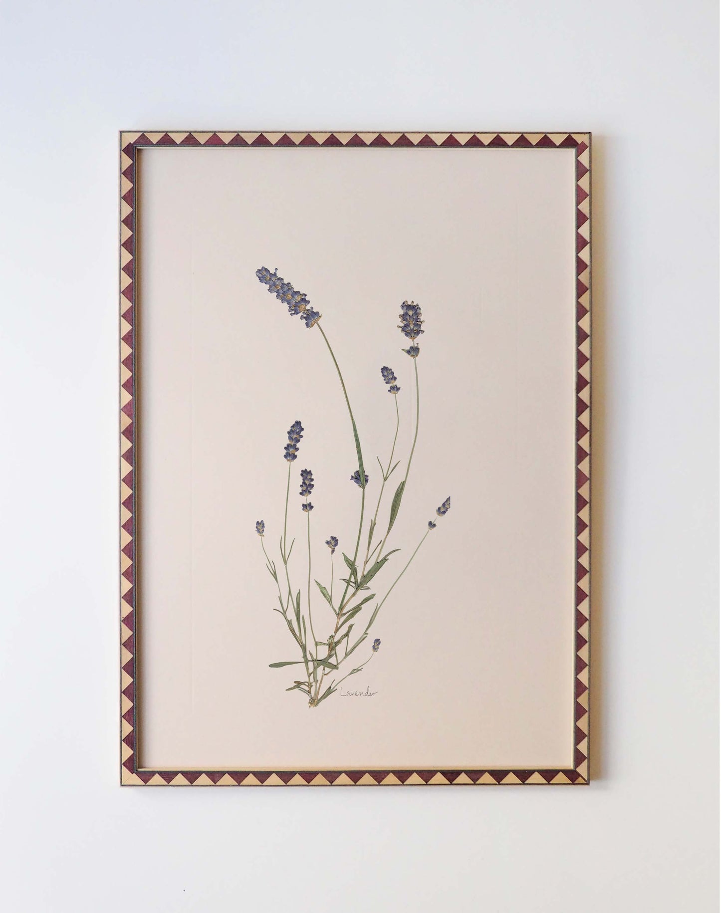Lavender