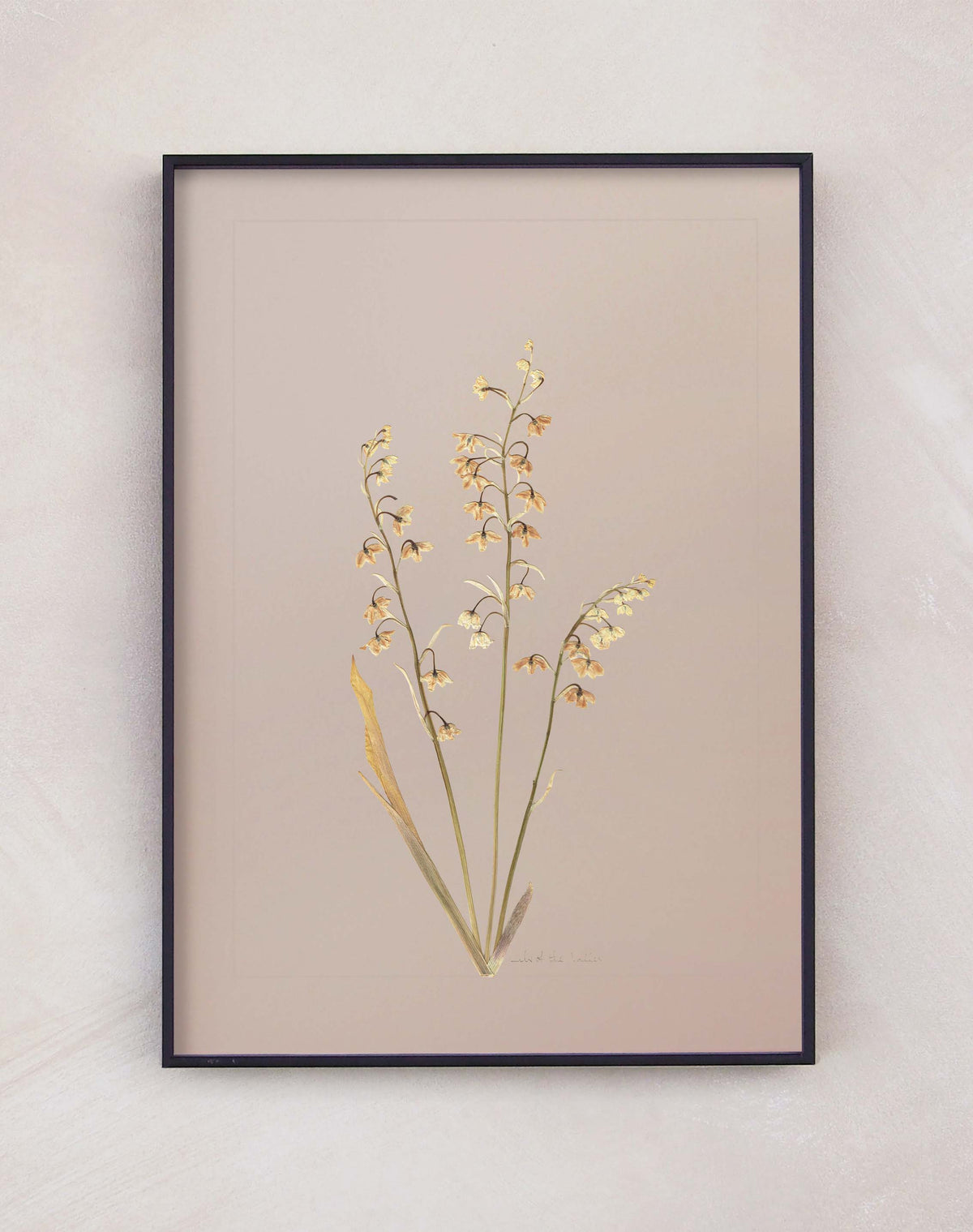 Lily of the Valley
