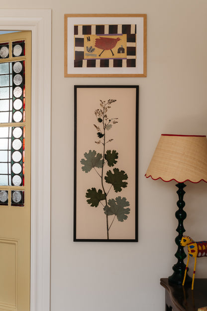 Macleaya Pair